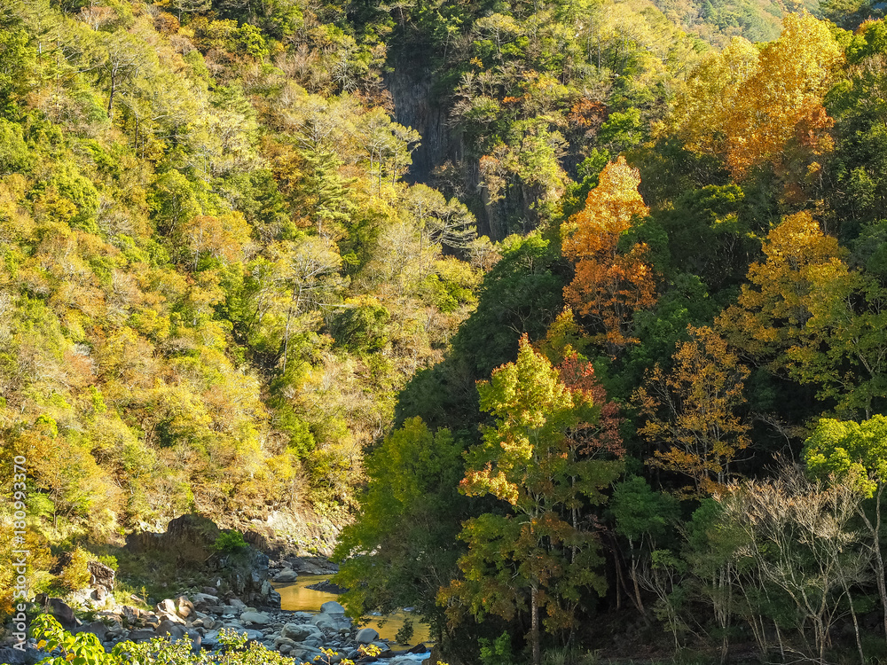 Xiuluan maple forest in Jianshi Township. (Hsinchu, Taiwan)