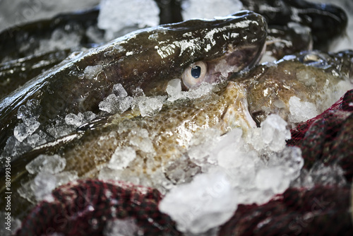 fresh fish in a fishshop photo