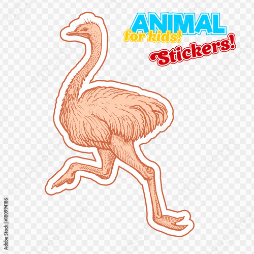 Farm animal ostrich in sketch style on colorful sticker. Isolated on transparent background. Can be used for cute coloring book for children. Include silhouette for paper cutting