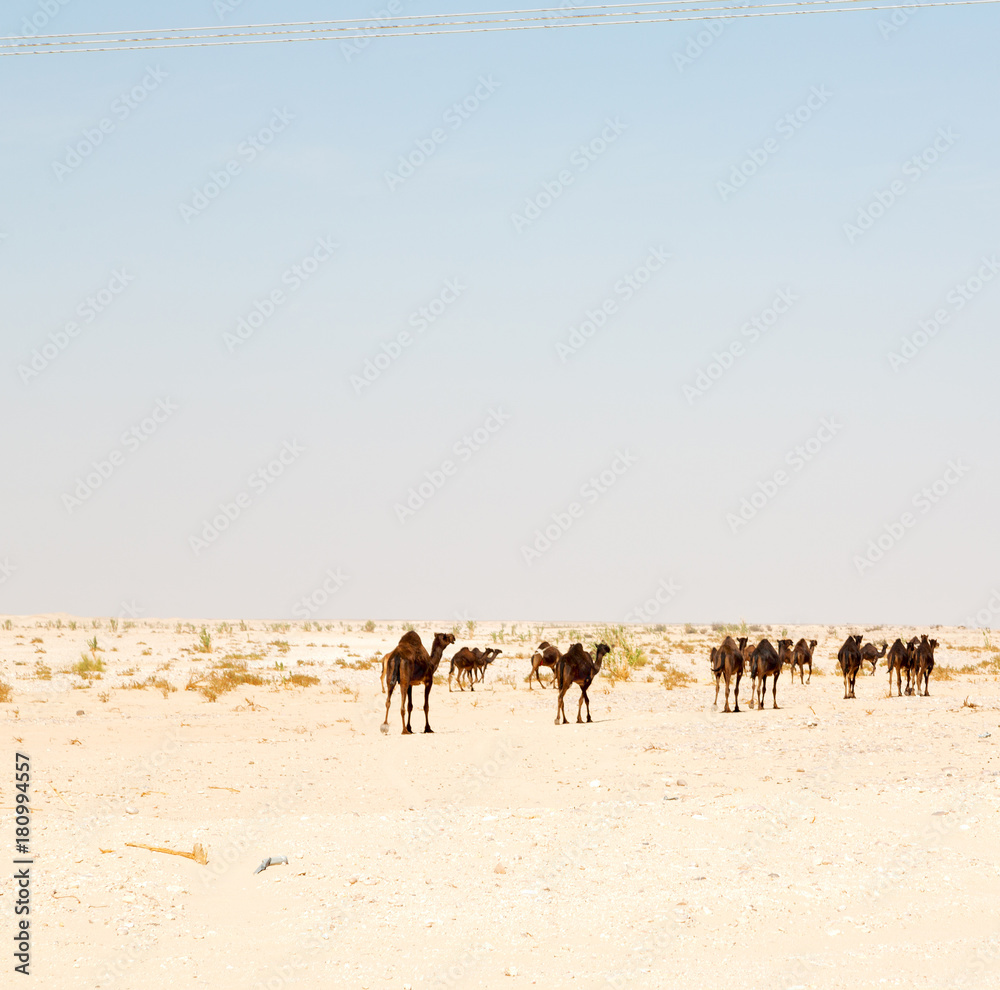 in oman empty quarter of desert a free dromedary near the sky in oman empty quarter of desert a free dromedary near the sky