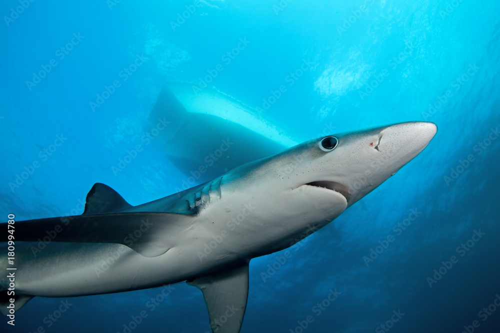 blue shark, prionace glauca, South Africa blue shark, prionace glauca, South Africa