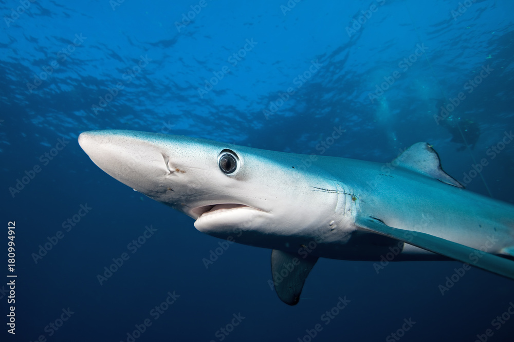 Fototapeta premium blue shark, prionace glauca, South Africa