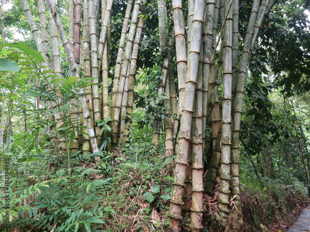 Fall tree roots in the forest with green foliage and paths of rice fields and waters
Fall tree roots in the forest with green foliage and paths of rice fields and waters