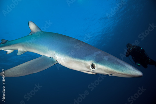 blue shark  prionace glauca  South Africa