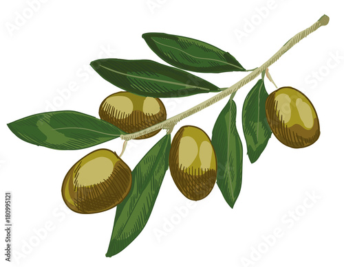 Olive colored sketch. Hand drawn olive branch. VECTOR illustration.