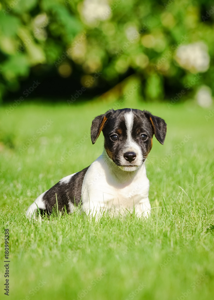 Junger Hund - Jack-Russel Welpe im Garten