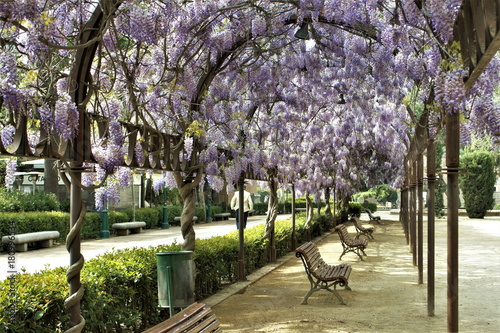 Photograph of wisteria, glicinias,  in bloom, in the middle of spring, Clusters of flowers climbing and hanging from the metal arches in the park of La Vega in Toledo, Spain, photo