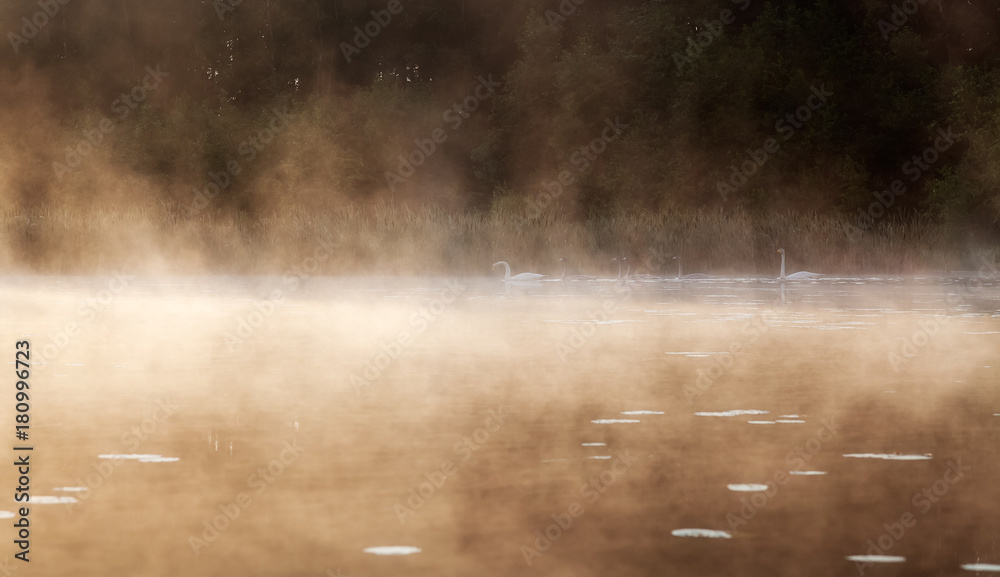 Fototapeta premium Swans float on the lake in the morning in the fog