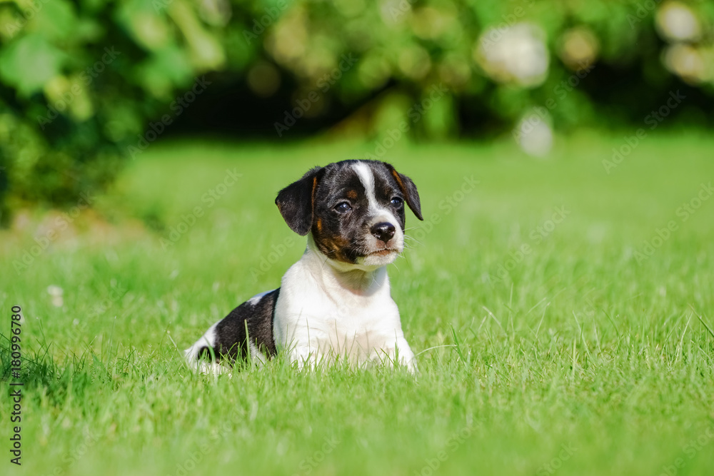 Hundewelpen - junger Jack Russel Welpe sitzt im Garten Hundewelpen - junger Jack Russel Welpe sitzt im Garten