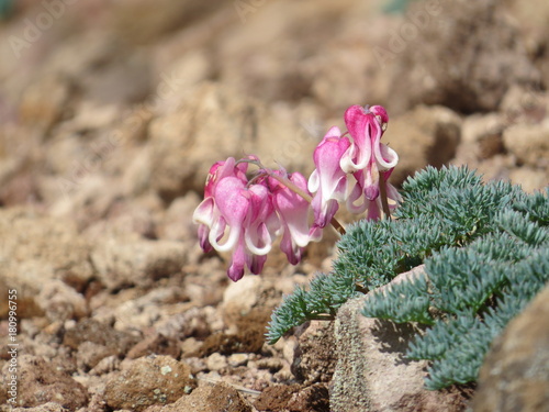 Alpine plant  Dicentra peregrina