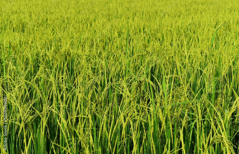 green rice in rice field for nature background green rice in rice field for nature background