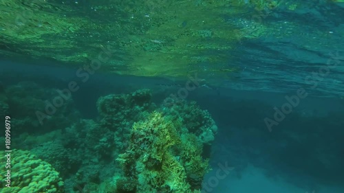 Woman swimming with Needlefish floats under surface of water swaying in unison with the waves, Red sea, Marsa Alam, Abu Dabab, Egypt
 photo