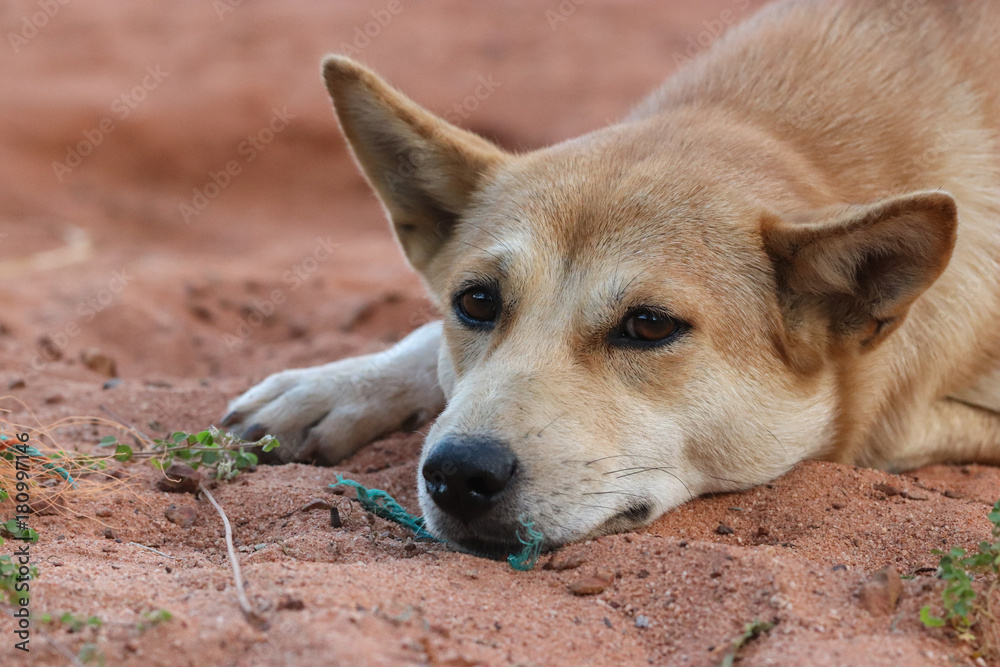 Half of brown dog show drowsiness and lie down on the sand beach. Play with green rope. Thai and cute animal. Copy space. Half of brown dog show drowsiness and lie down on the sand beach. Play with green rope. Thai and cute animal. Copy space.