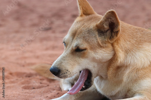 Half of brown dog show drowsiness until you see the tongue on the sand beach. Thai and cute animal. Copy space.