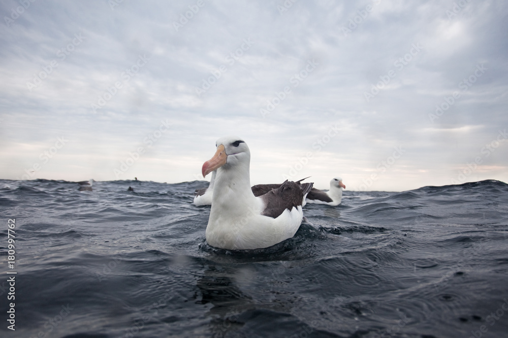 black-browed albatross, thalassarche melanophris, South Africa black-browed albatross, thalassarche melanophris, South Africa