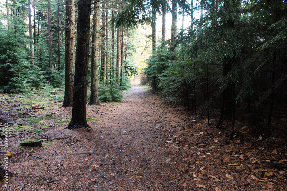 Forest in autumn, Utrechtse heuvelrug Forest in autumn, Utrechtse heuvelrug