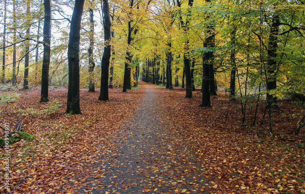Forest in autumn, Utrechtse heuvelrug