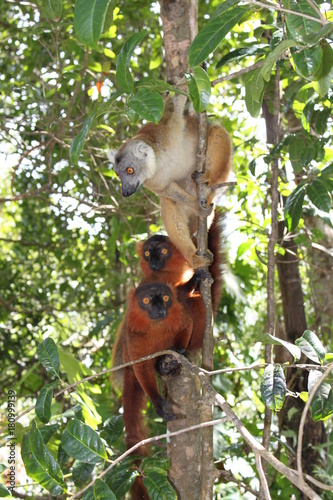 Lemuren in Madagaskar