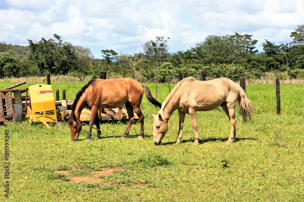 two horses pastors in the field in Venezuela