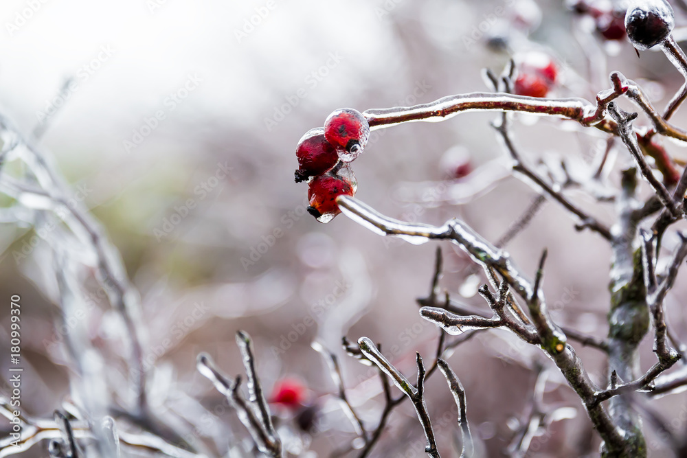 Icy grass and berry in winter, stems of dry grass covered with ice crust Icy grass and berry in winter, stems of dry grass covered with ice crust