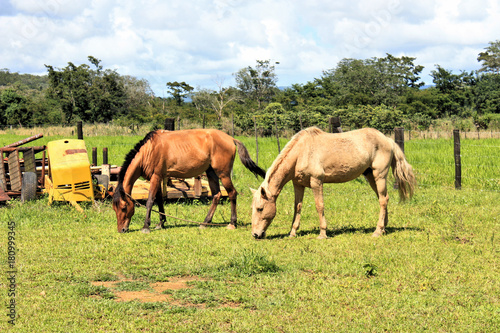 two horses pastors in the field in Venezuela © klemen