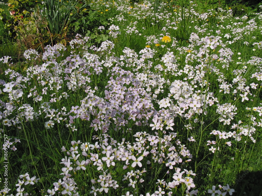 Wiesenschaumkraut Wiesenschaumkraut