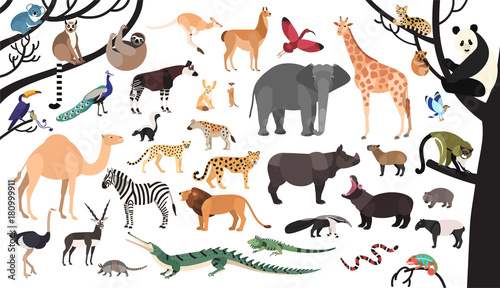 Fototapeta Naklejka Na Ścianę i Meble -  Collection of exotic animals and birds living in savannah and tropical forest or jungle isolated on white background. Set of cute cartoon characters. Flat bright colored vector illustration.