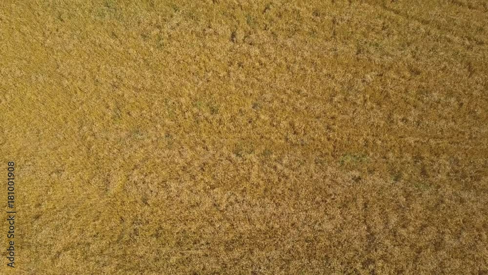 Aerial: flying above goldish field of ripe wheat ears Aerial: flying above goldish field of ripe wheat ears