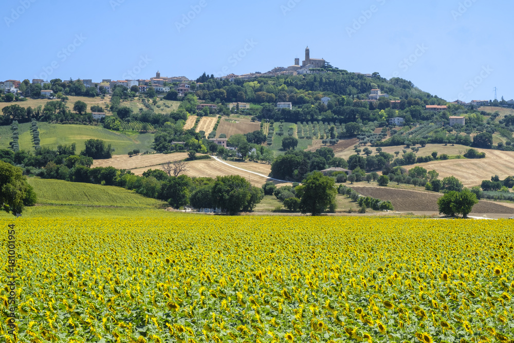 Summer landscape in Marches (Italy) near Recanati