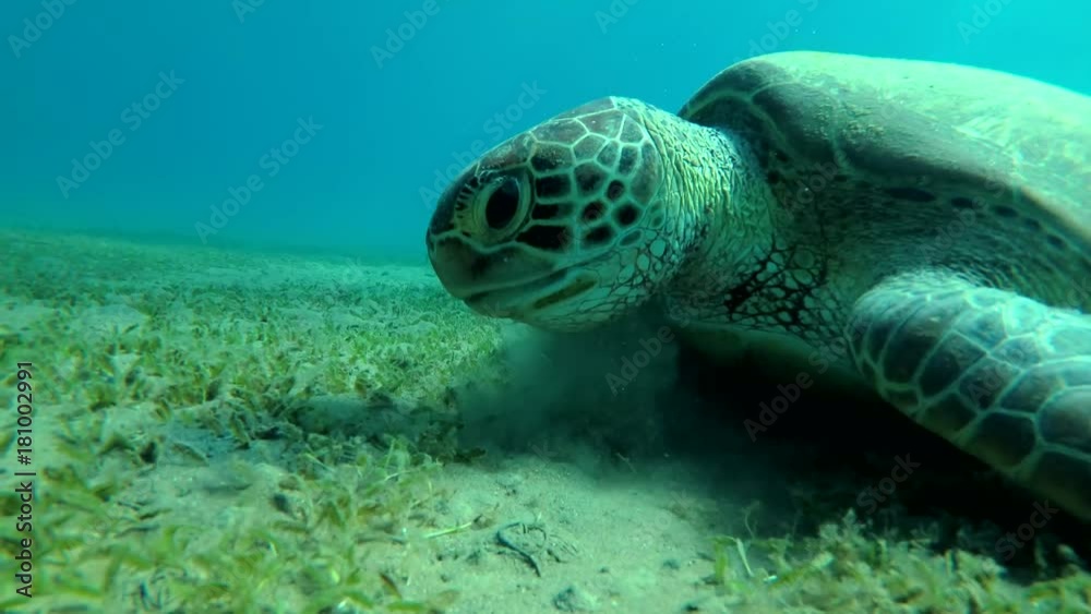 Young Green Sea Turtle (Chelonia mydas) eats the sea grass on a sandy bottom and emerges to surface of water to breathe, Red sea, Marsa Alam, Abu Dabab, Egypt

