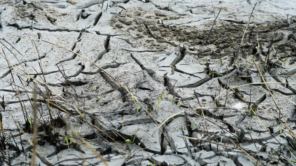 Severe drought. Close-up top view with dried cracked soil and black burned dry grass. 4K Severe drought. Close-up top view with dried cracked soil and black burned dry grass. 4K