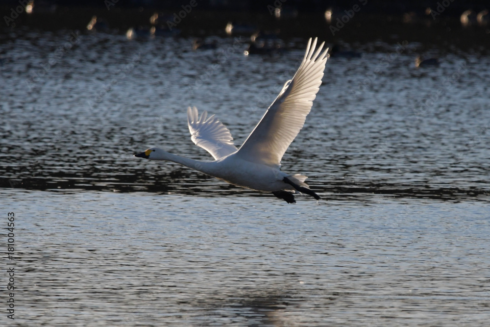 野鳥 白鳥 野鳥 白鳥