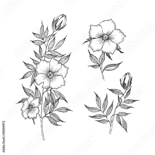 Vintage botanical illustration flower. Flower concept. Botanica concept. Vector design.