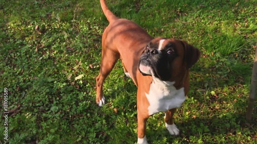 Boxer Dog Slow Motion