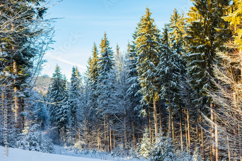View of beautiful snowy mountains, forests