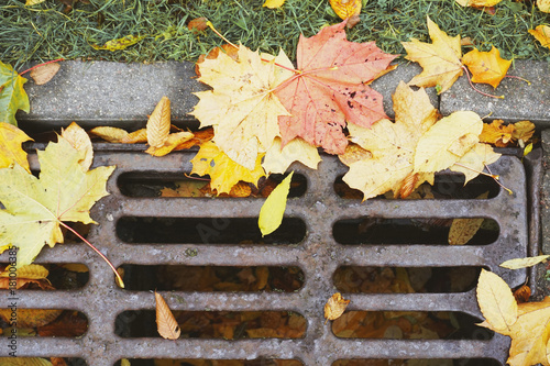Fragment of street drainage. Metal sewer grate for the collection of water with yellow maple leaves.