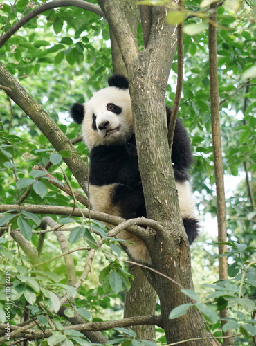 Fototapeta Naklejka Na Ścianę i Meble -  Small panda climbing up on the tree looking around