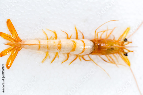 Exemplar of Macrobrachium rosenbergii, also known as the giant river prawn or giant freshwater prawn for education.