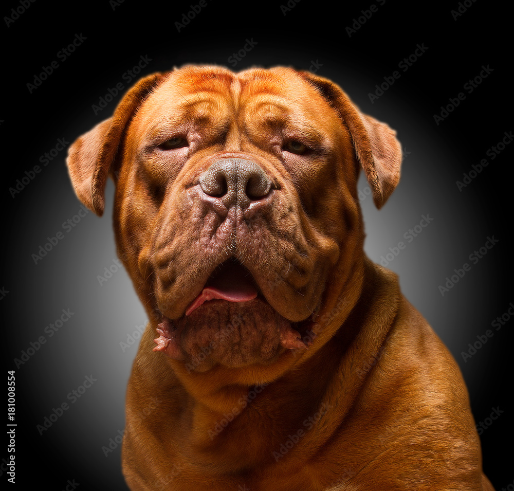 closeup of a bordeaux dog