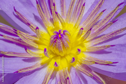 gossip purple lotus close up
