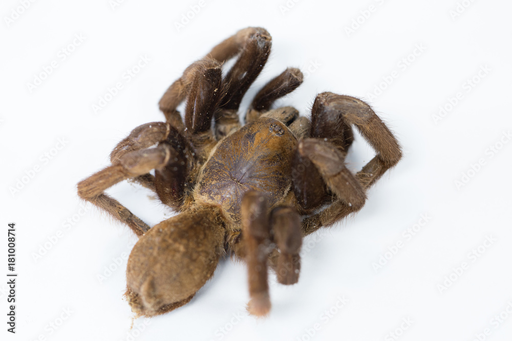 Exemplar of Haplopelma minax, Cyriopagopus is a genus of spiders in the family Theraphosidae (tarantulas) for education. Exemplar of Haplopelma minax, Cyriopagopus is a genus of spiders in the family Theraphosidae (tarantulas) for education.