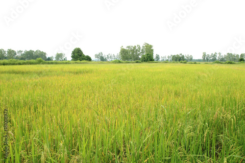 Paddy fields with trees in the background
