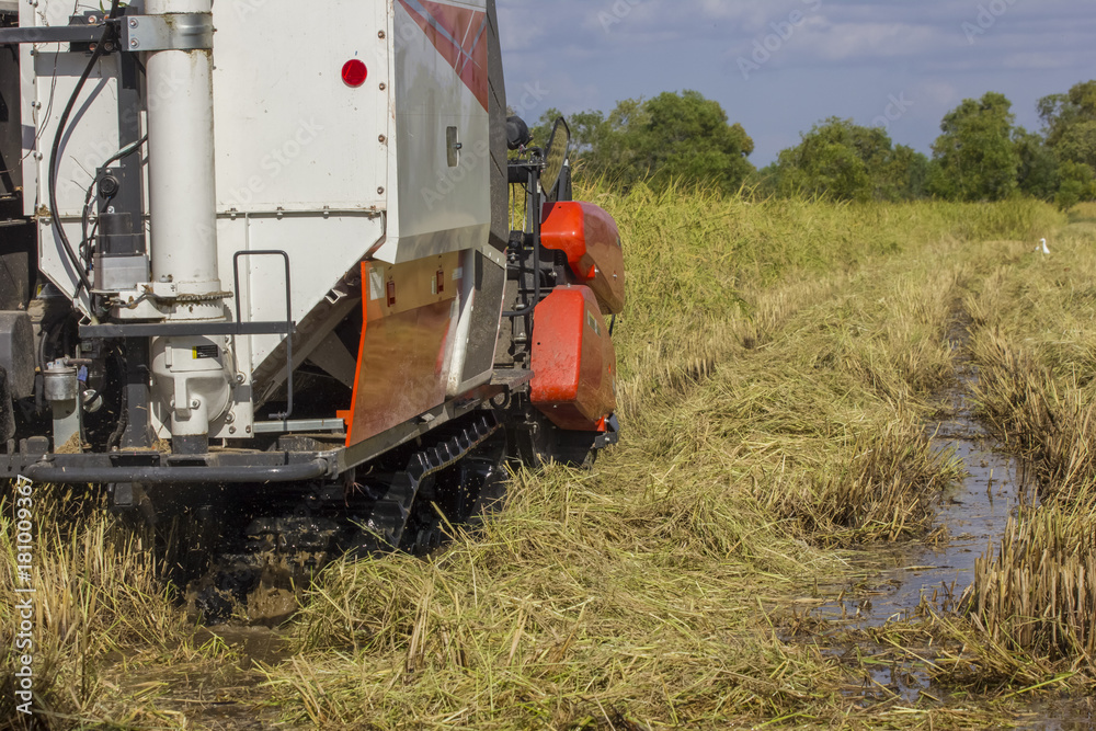 Thailand Combine harvesters working rice field back view Thailand Combine harvesters working rice field back view