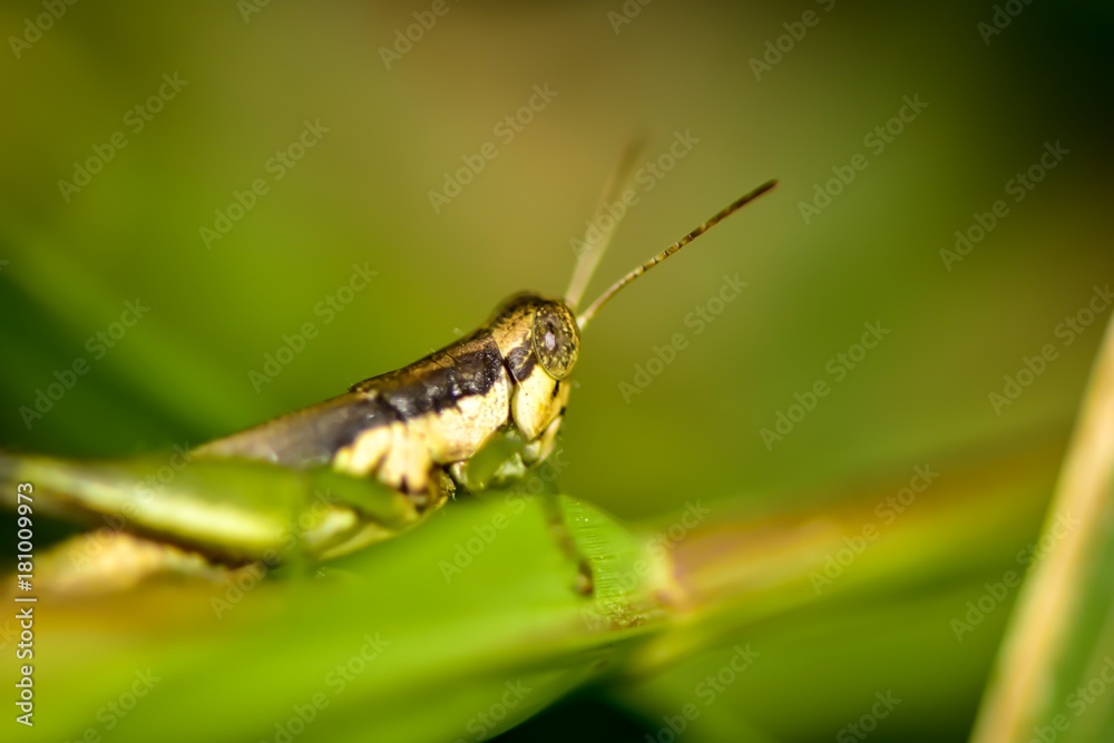 Macro shots,beautiful nature scene grasshopper,selective focus. Macro shots,beautiful nature scene grasshopper,selective focus.
