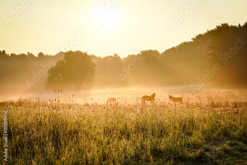 Fototapeta Naklejka Na Ścianę i Meble -  Pferde auf einer Koppel im Morgennebel