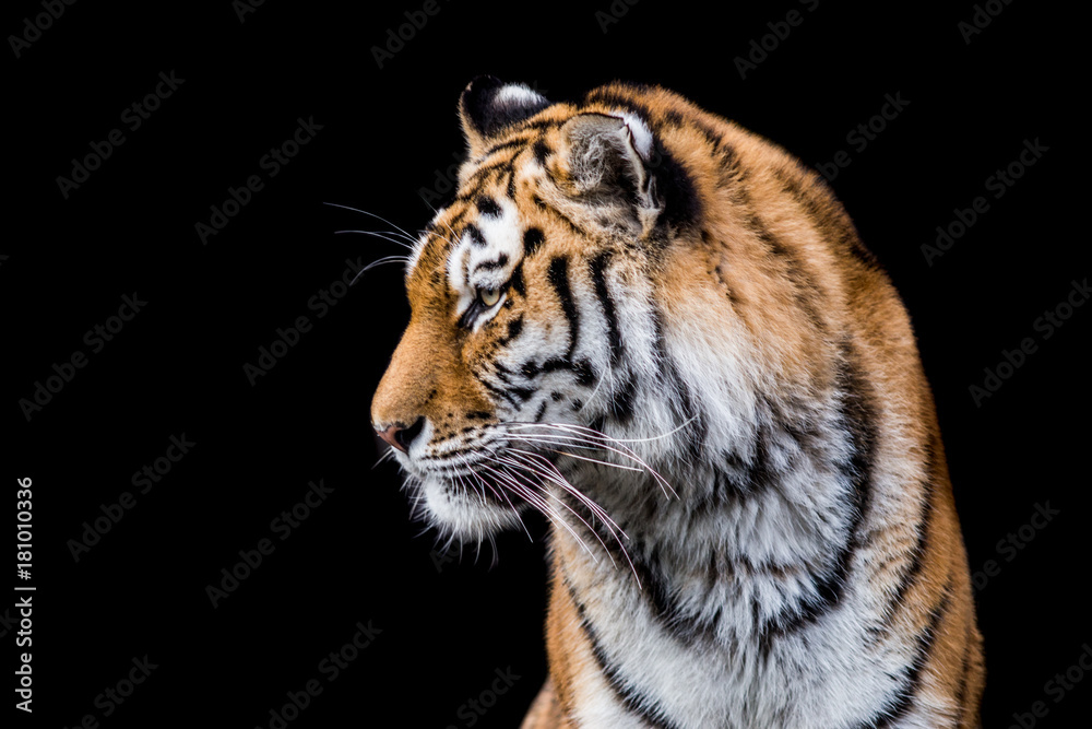 Tiger im Profil vor schwarzem Hintergrund Tiger im Profil vor schwarzem Hintergrund