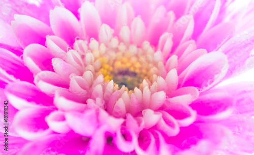 Close up Pink chrysanthemum flower on white background, shallow depth of field