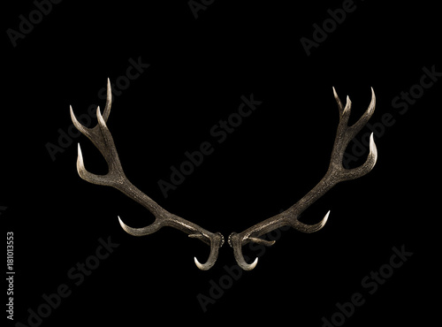 Hirschgeweih