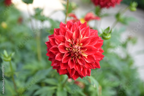 Fototapeta Naklejka Na Ścianę i Meble -  Dahlia rouge en été au jardin