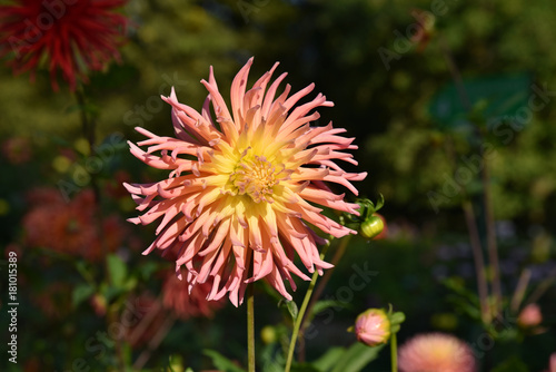 Fototapeta Naklejka Na Ścianę i Meble -  Dahlia rose et jaune au jardin en été